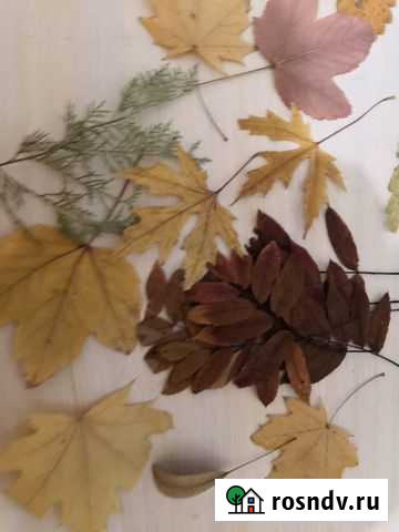 Гербарий Елизово - изображение 1