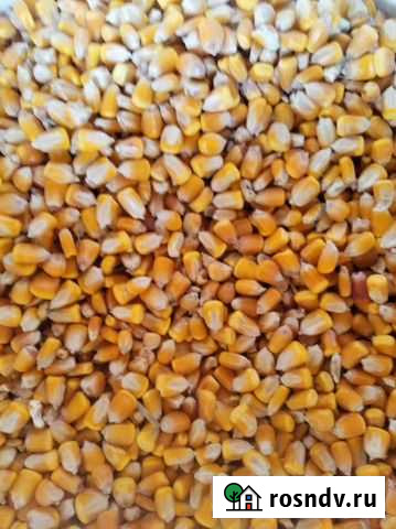 Кукуруза Ойсхара - изображение 1