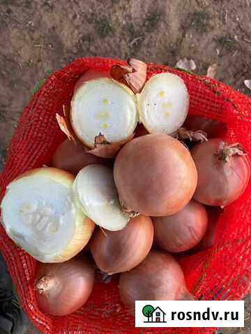 Лук на перо сорт Каратал Светлый - изображение 1