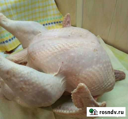 Индейка домашняя Брянск - изображение 1