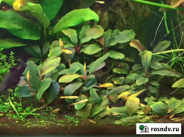 Буцефаландры Казань - изображение 1