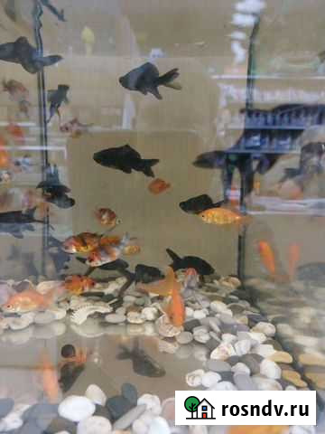 Аквариумные рыбки Бугуруслан - изображение 1