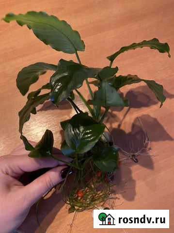 Анубиас Бартера Нижний Новгород - изображение 1