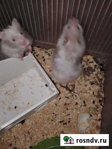 Хомяки. ангорки Дзержинск - изображение 1