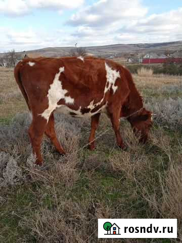 Тёлки Белогорск - изображение 1