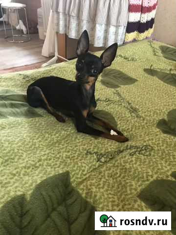 Той-терьер для вязки Хабаровск - изображение 1