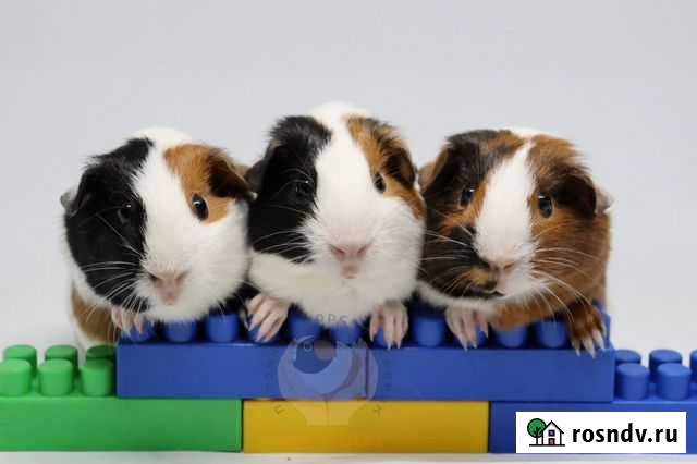 Морские свинки Звенигород - изображение 1