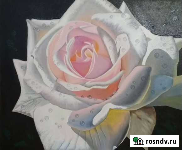 Роза белая, масло, холст 60х50см Рязань - изображение 1