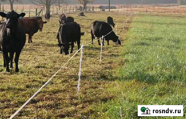 Электропастух + Шаран - изображение 1