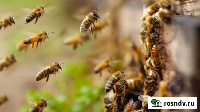 Пчёлы, Пчелосемьи, пчёлопакеты, матки - 2020г Москва - изображение 1