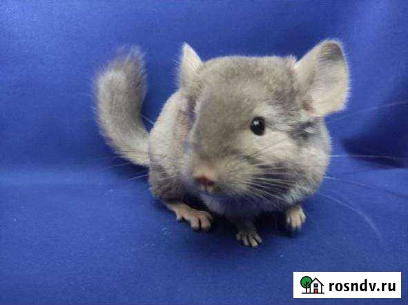 Шиншиллы эбони светлый, эбони темный (черный, лило Иркутск - изображение 1