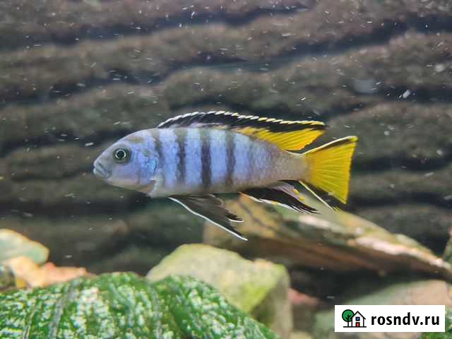 Продам малавийских цихлид Екатеринбург - изображение 1