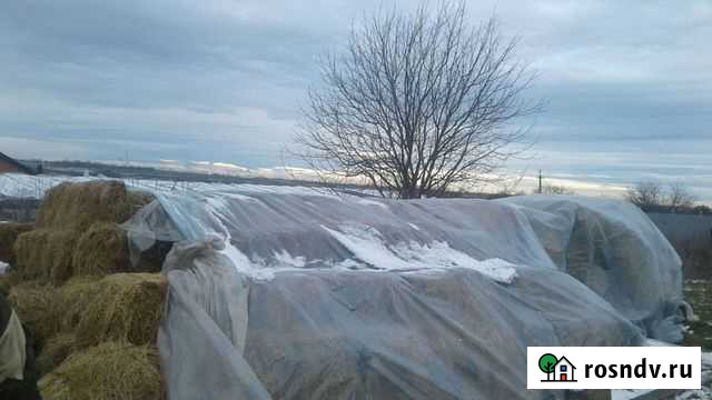 Продам сено в тюках Новоалексеевская - изображение 1