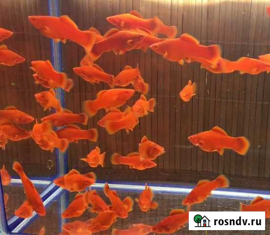 Рубиновый Меченосец Самара - изображение 1