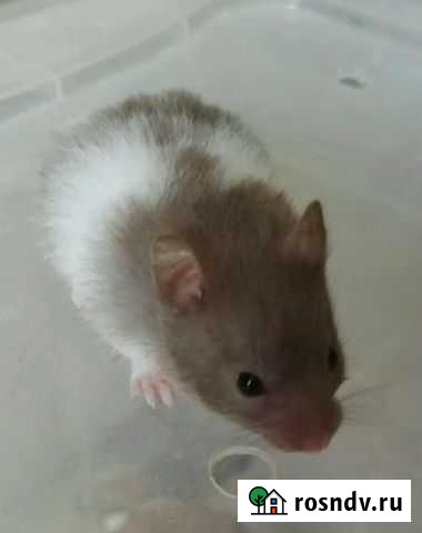 Сирийские хомячки эксклюзивных окрасов (клетки) Москва - изображение 1