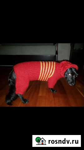 Комбинезон для собак Тюмень - изображение 1