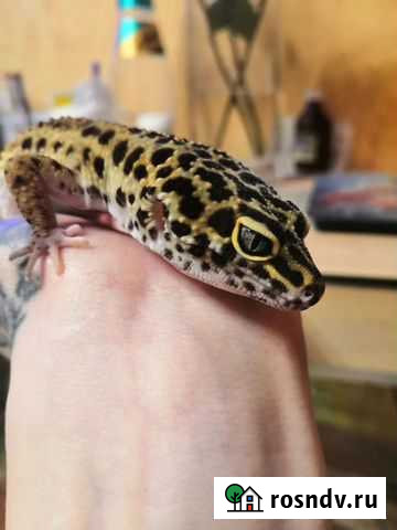 Эублефар/леопардовые геконы/террариум Санкт-Петербург - изображение 1