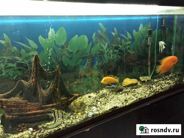 Аквариум с тумбой Армавир - изображение 1