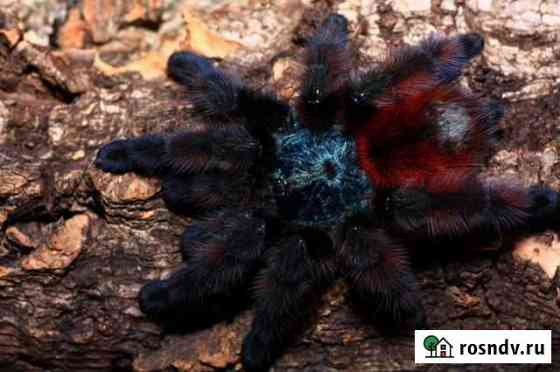 Пауки птицееды Avicularia versicolor и другие виды Москва