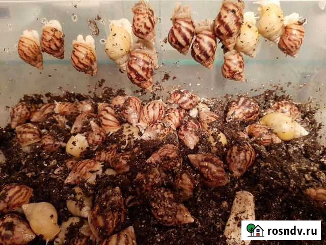 Улитки ахатины ретикулята Волгоград - изображение 1