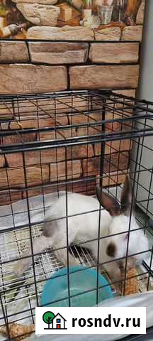 Кролик Когалым - изображение 1