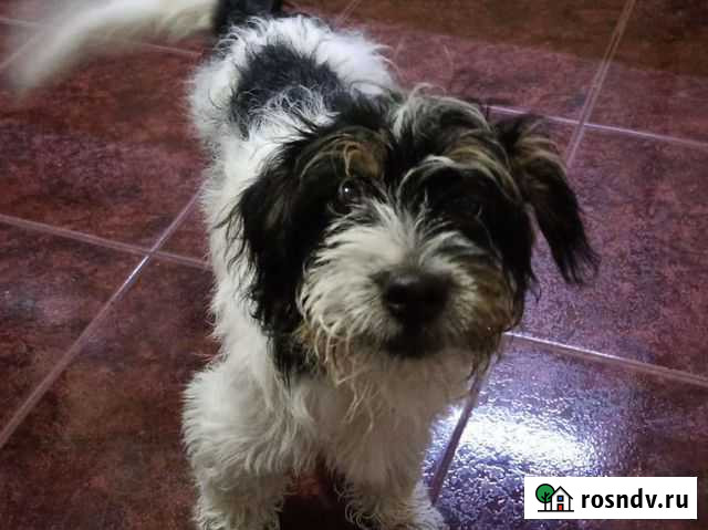 Такси для животных меж. Город Санкт-Петербург - изображение 1