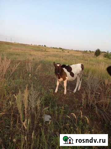 Телята телки Рыбная Слобода - изображение 1