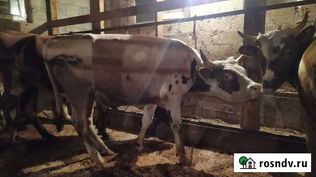 Бычок айшир Урус-Мартан - изображение 1