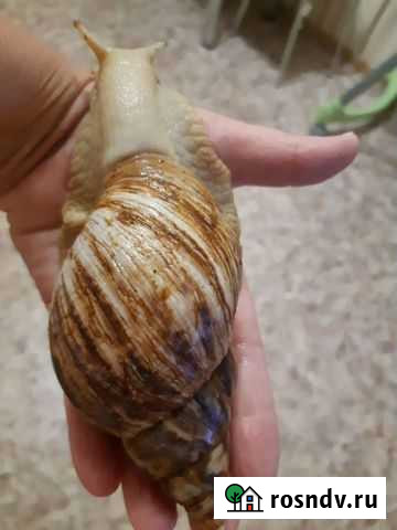 Улитки ахатины альбино Волжский - изображение 1