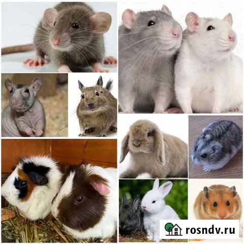 Грызуны Мурманск - изображение 1