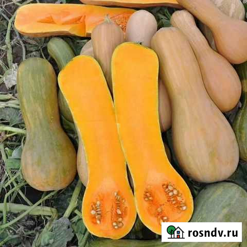 Тыква Павловск - изображение 1