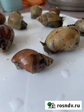 Улитки Петропавловск-Камчатский - изображение 1