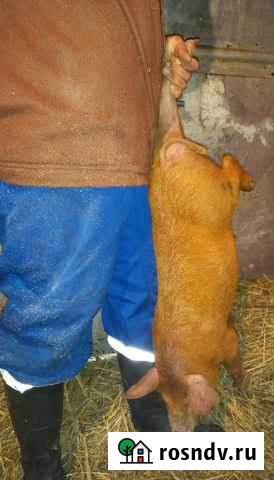 Поросята ландрас-дюрок Александровское - изображение 1