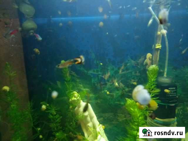 Гуппи Тольятти - изображение 1