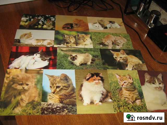 Открытки гдр 1980-х Кошки СССР Казань - изображение 1