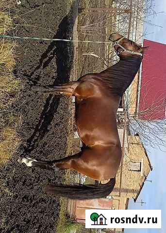 Жеребец орловский рысак Ольгинская - изображение 1