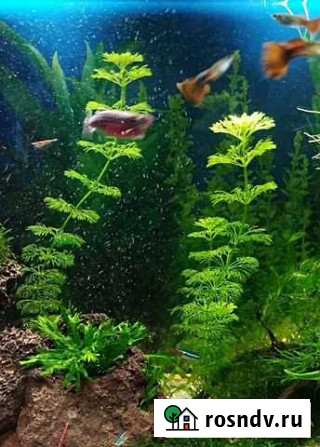 Аквариумные растения Иркутск - изображение 1