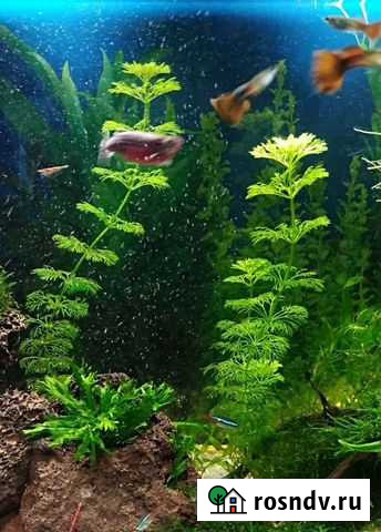 Аквариумные растения Иркутск - изображение 1