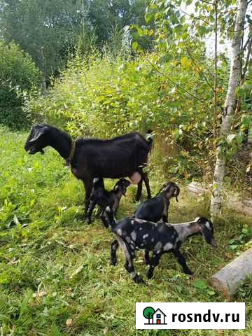 Англо нубийские козлята Смоленск - изображение 1