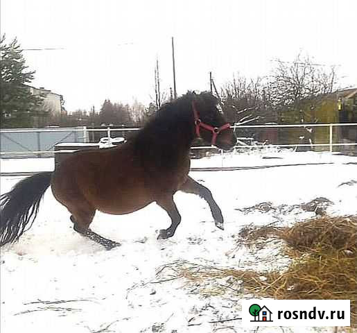 Пони Йошкар-Ола - изображение 1