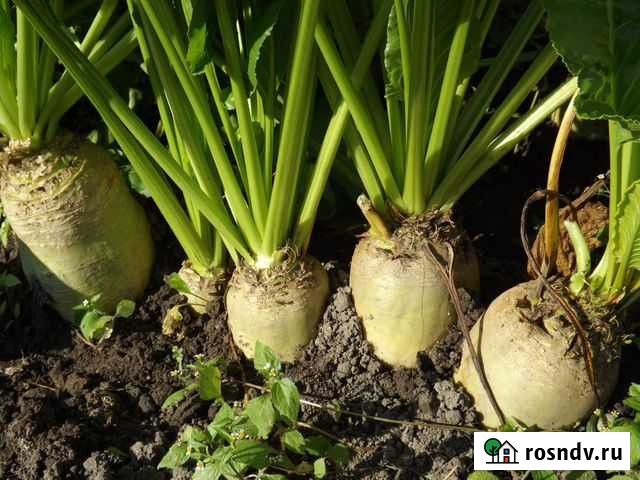 Свекла кормовая Гусев - изображение 1