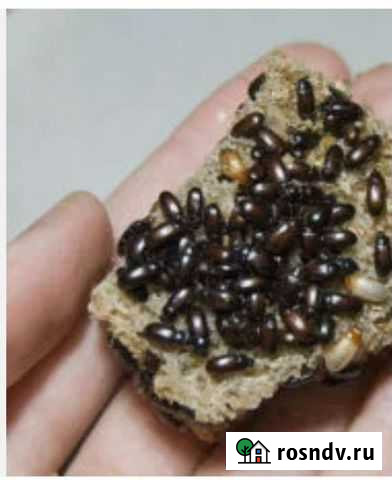 Жук знахарь Майский - изображение 1