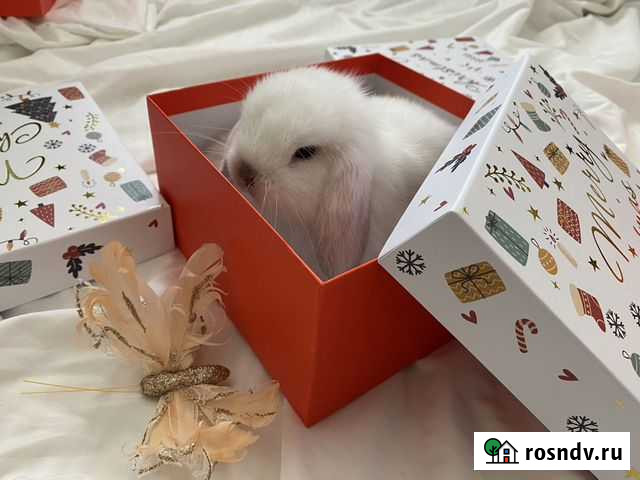 Кролик декоротивный Ростов-на-Дону - изображение 1