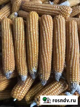 Продаю кукурузу Энгельс - изображение 1