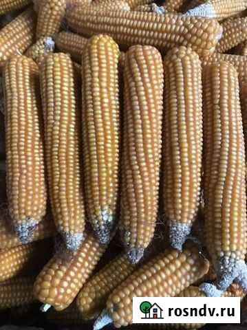 Продаю кукурузу Энгельс - изображение 1