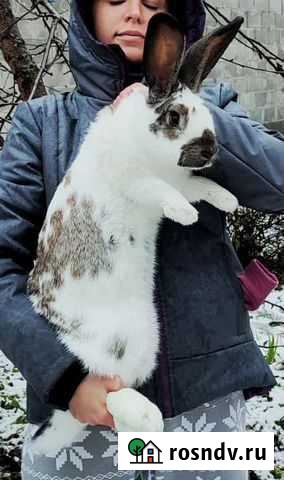 Немецкий строкач Малаховка - изображение 1