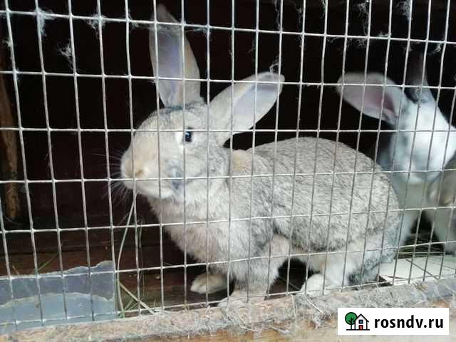 Кролики Яранск - изображение 1