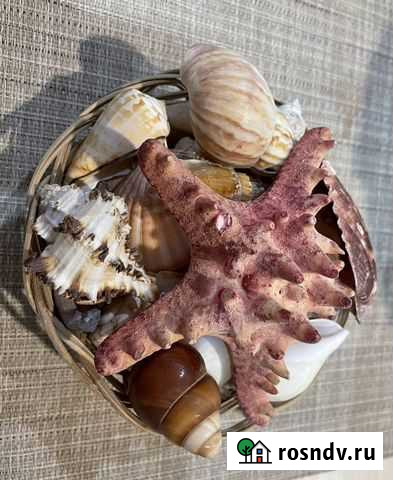 Морские ракушки раковины Норильск - изображение 1