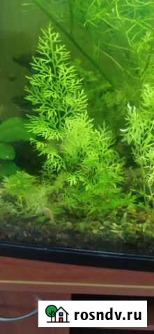 Индийский папоротник Железногорск - изображение 1