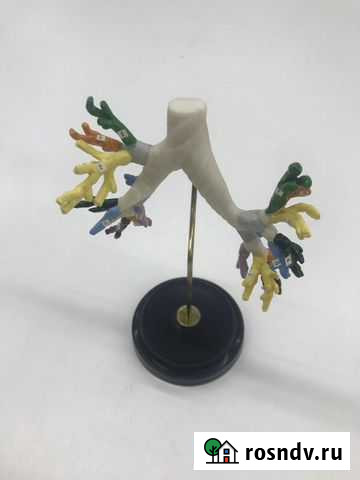 Н01 Бронхи человека сегментные Калуга - изображение 1